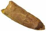 Fossil Spinosaurus Tooth - Real Dinosaur Tooth #326292-1